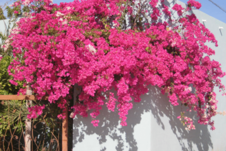 Find Your Freedom With The Four Agreements